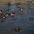 Pentagon Watchdog Questions Navy SEAL Training Program’s Use of Sleep Deprivation