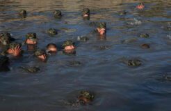 Pentagon Watchdog Questions Navy SEAL Training Program’s Use of Sleep Deprivation