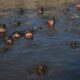 Pentagon Watchdog Questions Navy SEAL Training Program’s Use of Sleep Deprivation