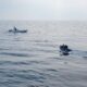 NATO draws up plans for its own fleet of naval surveillance drones