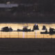 No survivors in passenger jet-Army helicopter crash near DC: officials