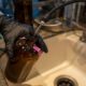 Judge Rules in Favor of Military Families Sickened by Tainted Water on Hawaii Base