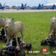 Army tests robotic coyotes to defend fighter jets