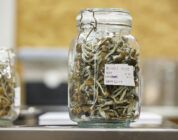 Troops will be drug tested for psychedelic mushroom use, Pentagon says