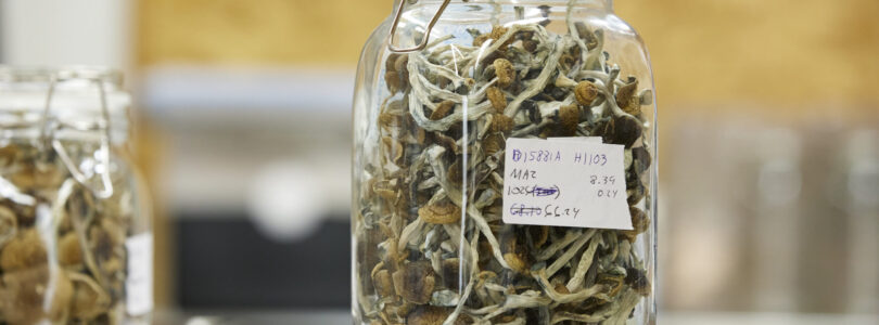 Troops will be drug tested for psychedelic mushroom use, Pentagon says