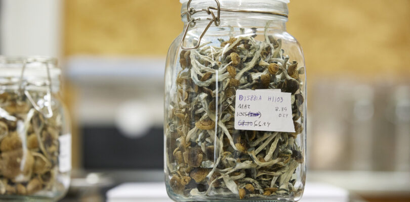 Troops will be drug tested for psychedelic mushroom use, Pentagon says