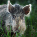US military to stop shooting pigs and goats for medic training