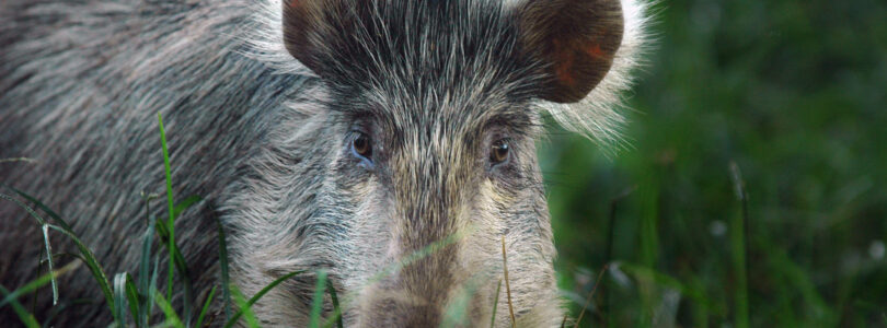 US military to stop shooting pigs and goats for medic training