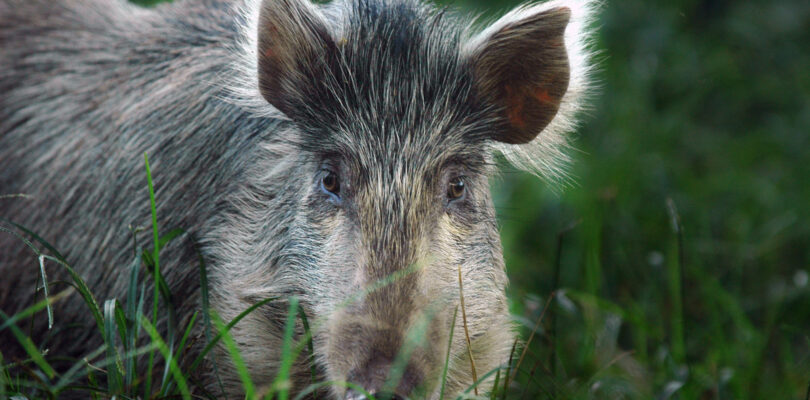 US military to stop shooting pigs and goats for medic training