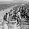 How wine and champagne helped to defeat the Nazis