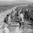 How wine and champagne helped to defeat the Nazis