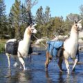 Wyoming Navy Veteran Donates Llama Ranch as Sanctuary for Veterans