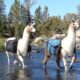 Wyoming Navy Veteran Donates Llama Ranch as Sanctuary for Veterans