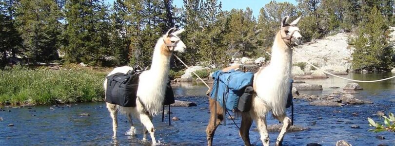 Wyoming Navy Veteran Donates Llama Ranch as Sanctuary for Veterans