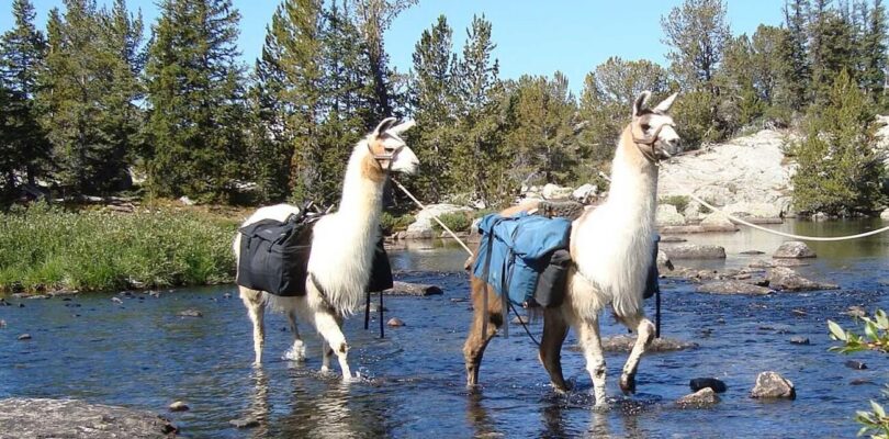 Wyoming Navy Veteran Donates Llama Ranch as Sanctuary for Veterans