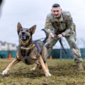 Military dogs are facing substandard conditions, leading to deaths, report finds