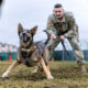 Military dogs are facing substandard conditions, leading to deaths, report finds