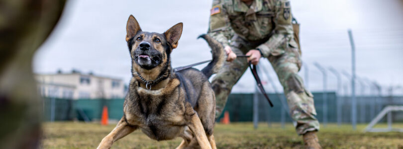Military dogs are facing substandard conditions, leading to deaths, report finds