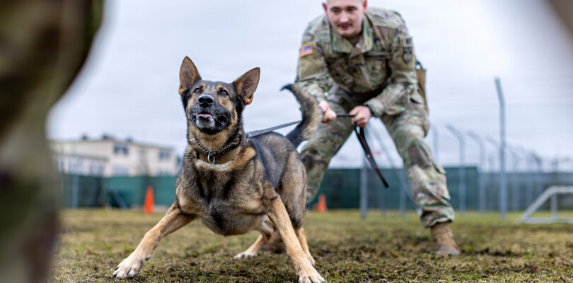 Military dogs are facing substandard conditions, leading to deaths, report finds