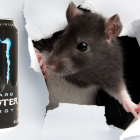 Sailor reportedly finds dead rat in finished energy drink