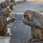 ‘Monkey Business’: Pentagon Sued for US Taxpayer-Funded Primate Labs