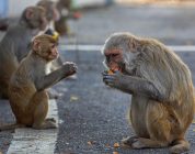 ‘Monkey Business’: Pentagon Sued for US Taxpayer-Funded Primate Labs