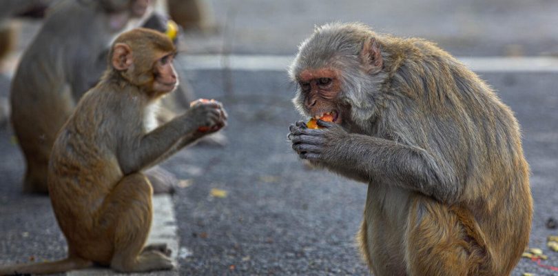 ‘Monkey Business’: Pentagon Sued for US Taxpayer-Funded Primate Labs