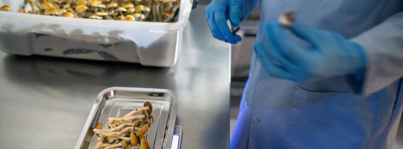 Major VA study to examine effectiveness of psilocybin on depression, PTSD