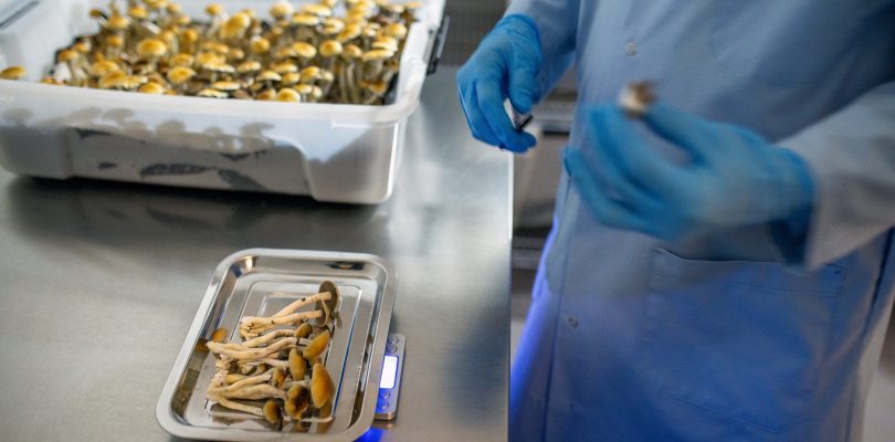 Major VA study to examine effectiveness of psilocybin on depression, PTSD