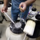 DoD to launch pilot for some service members to freeze sperm, eggs