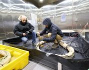 US Army, Navy research labs team up to combat Arctic cold